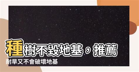 不會破壞地基的樹種|社區中庭亂種樹，恐穿破磁磚、牆壁龜裂！專家解答種。